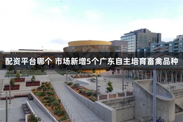 配资平台哪个 市场新增5个广东自主培育畜禽品种